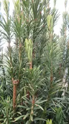 CEPHALOTAXUS harringtonia 'Fastigiata'