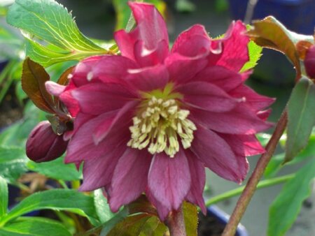 HELLEBORUS x h. 'Harvington Double Red'