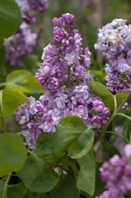 SYRINGA vulgaris 'Katherine Havemeyer'