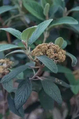 VIBURNUM rhytidophyllum 'Variegatum' - image 1