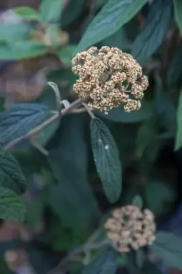 VIBURNUM rhytidophyllum 'Variegatum' - image 2