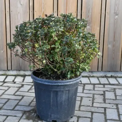 ILEX x meserveae 'Magical Little Rascal'