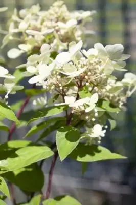 HYDRANGEA paniculata 'Pinkachu'