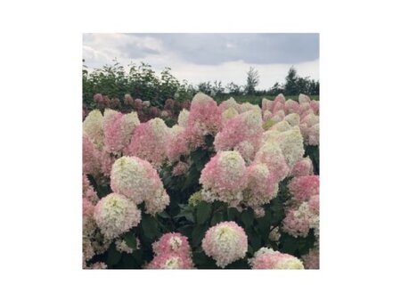 HYDRANGEA paniculata 'Pinkachu'