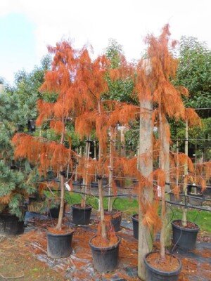 TAXODIUM distichum 'Nutans' - image 1