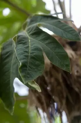 TETRAPANAX papyrifer