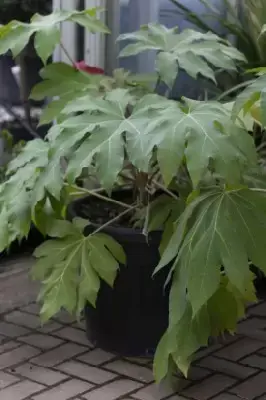 TETRAPANAX papyrifer - image 3