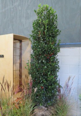 ILEX x meserveae 'Castle Spire' - image 5