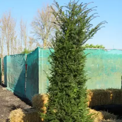 TAXUS baccata