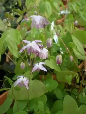 EPIMEDIUM x youngianum 'Roseum'