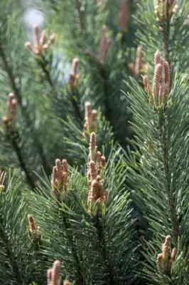 PINUS sylvestris 'Chantry Blue'