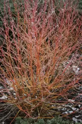 CORNUS sanguinea 'Midwinter Fire' - image 1