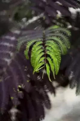 ALBIZIA julibrissin 'Summer Chocolate' - image 2