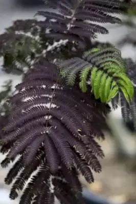 ALBIZIA julibrissin 'Summer Chocolate' - image 3