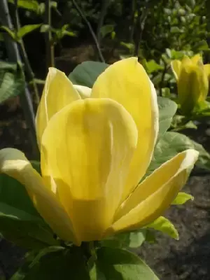 MAGNOLIA brooklynensis 'Yellow Bird' - image 1