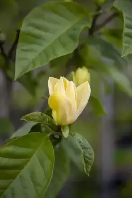 MAGNOLIA brooklynensis 'Yellow Bird' - image 2