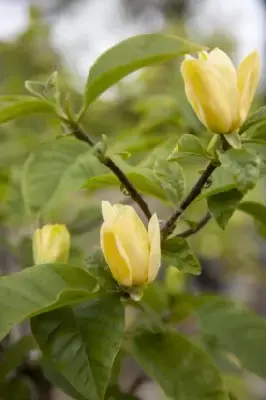 MAGNOLIA brooklynensis 'Yellow Bird' - image 3