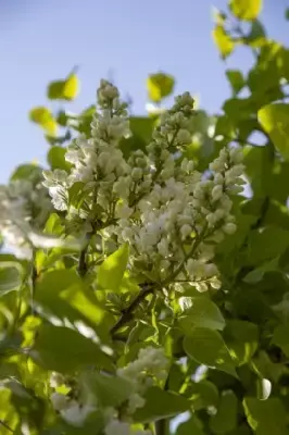 SYRINGA vulgaris 'Madame Lemoine' - image 3