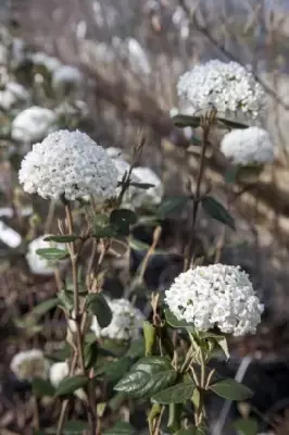 VIBURNUM x burkwoodii - image 1