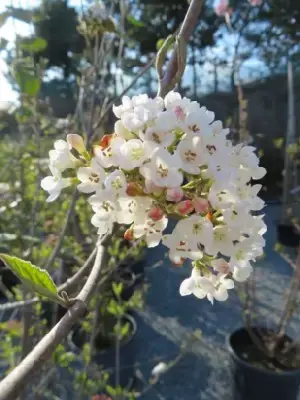 VIBURNUM x burkwoodii - image 2