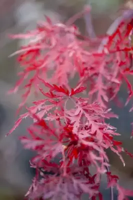 ACER palmatum dissectum 'Inaba-Shidare' - image 2