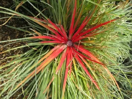 FASCICULARIA bicolor