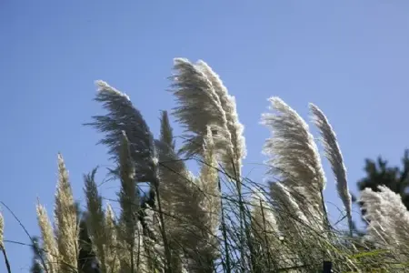 CORTADERIA selloana 'Esperanta' - image 5