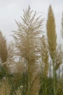 CORTADERIA selloana 'Esperanta' - image 6