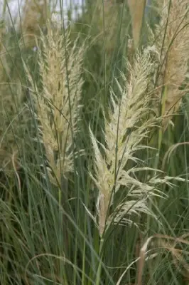 CORTADERIA selloana 'Esperanta' - image 1