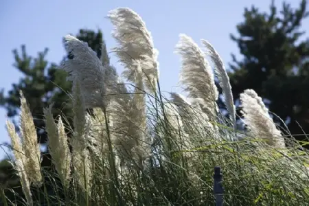 CORTADERIA selloana 'Esperanta' - image 4