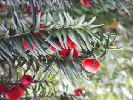 TAXUS baccata