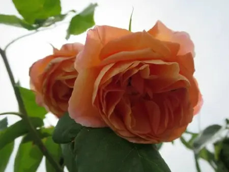 ROSA 'Schoolgirl'