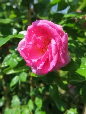 ROSA 'Zephirine Drouhin'