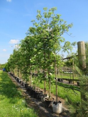 SORBUS aucuparia - image 2