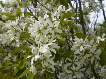 AMELANCHIER x grandiflora 'Robin Hill' - image 2