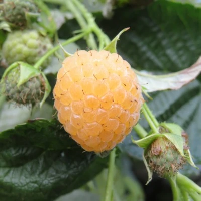 RUBUS idaeus 'Fallgold' (Raspberry)