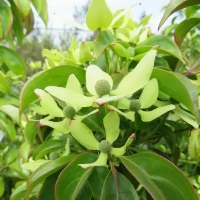 CORNUS hongkongensis - image 3