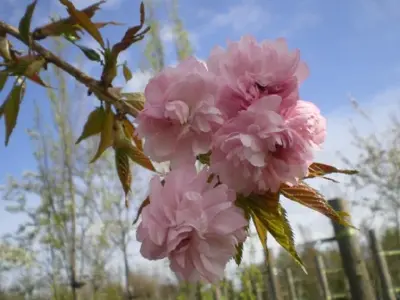 PRUNUS 'Kiku-shidare-zakura' - image 1