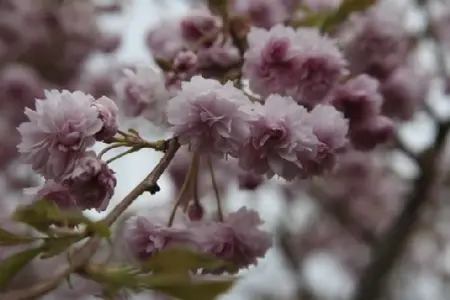 PRUNUS 'Kiku-shidare-zakura' - image 6