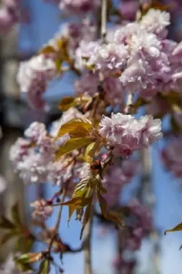 PRUNUS 'Kiku-shidare-zakura' - image 2