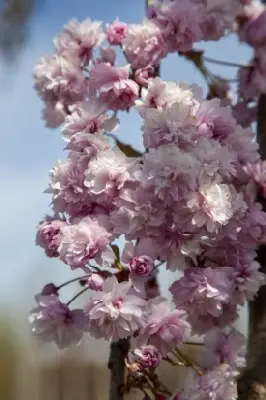 PRUNUS 'Kiku-shidare-zakura' - image 3