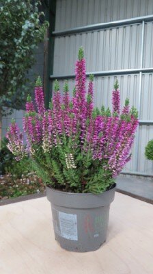 CALLUNA Beauty Ladies