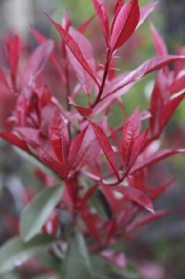 PHOTINIA x fraseri 'Carre Rouge' - image 2