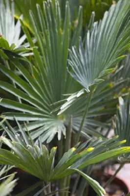 TRACHYCARPUS wagnerianus - image 1