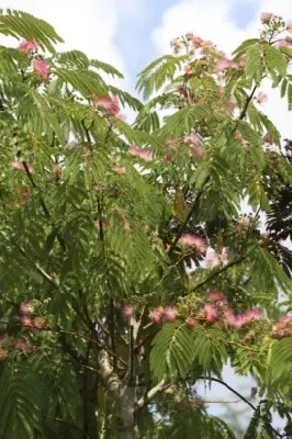 ALBIZIA julibrissin 'Ombrella' - image 6