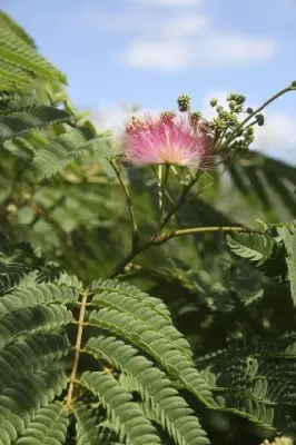 ALBIZIA julibrissin 'Ombrella' - image 5