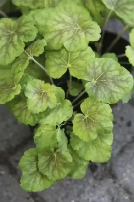 HEUCHERA 'Delta Dawn'