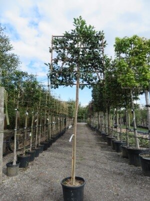 ILEX x koehneana 'Chestnut Leaf'