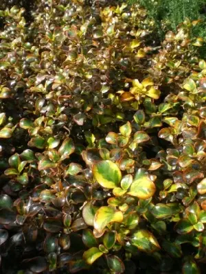 COPROSMA repens 'Tequila Sunrise'