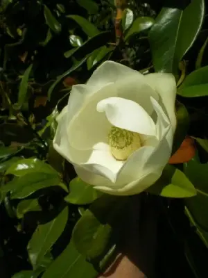 MAGNOLIA grandiflora 'Galissonniere'